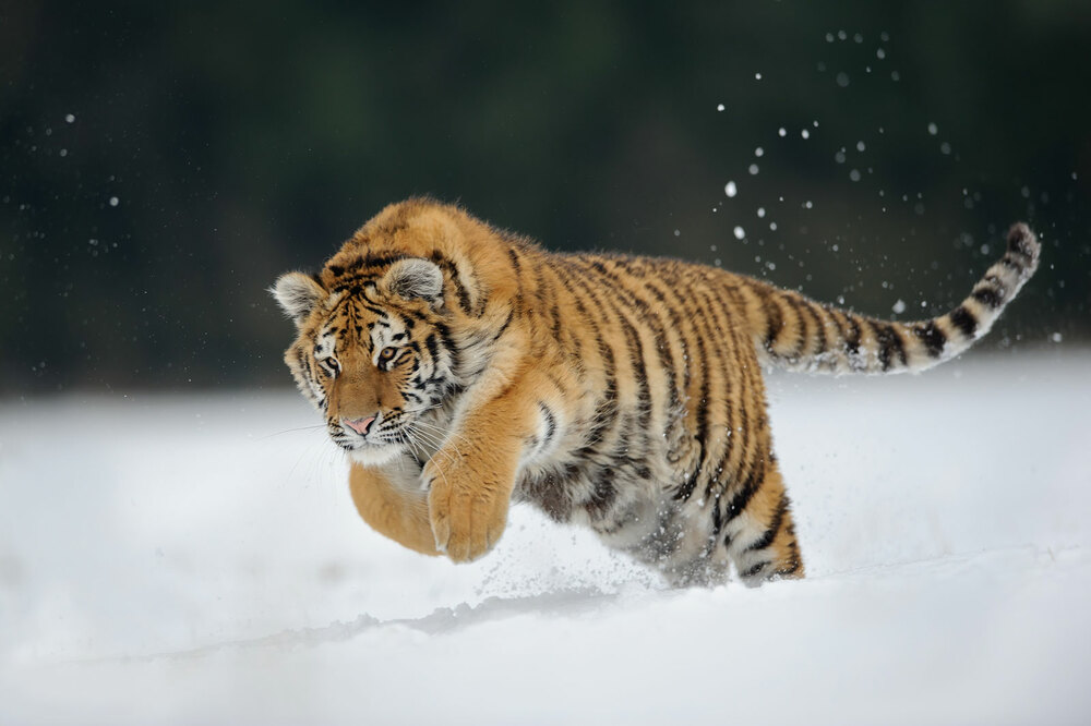 Тигр перед прыжком