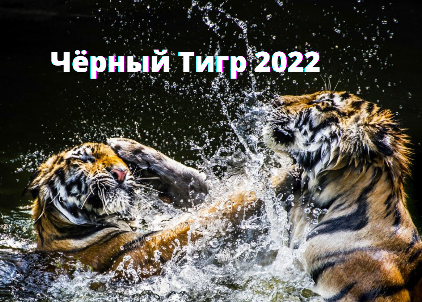 Что ждать в 2022 год Чёрного Тигра?